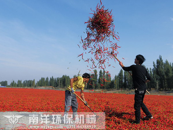 辣椒人工晾晒